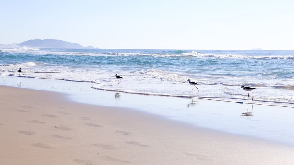 Praia do Campeche, sul da Ilha de Santa Catarina. Foto: Daniel Vianna/MTur (domínio público, via Wikimedia Commons).